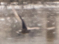 Hudsonian Godwit